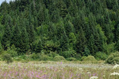 Karpatya dağlarında yaz mevsimi. Koyu yeşil çam ormanının yakınındaki çayırda kır çiçekleri.