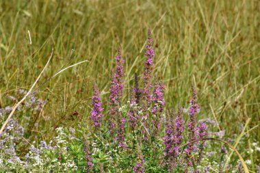 Karpatlar 'da yaz mevsimi. Ormanın kenarında mor ve beyaz kır çiçekleri.