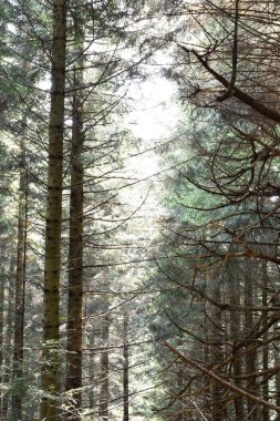 Ukraine, Carpathians. Shady trees, summer forest, sunlight behind arch of pine trees branches. Wild nature, scenic woodland view.