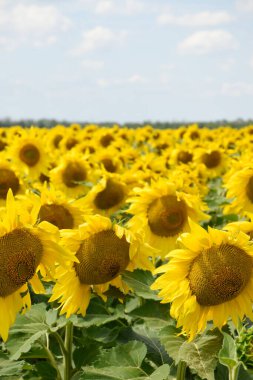 Ukrayna 'daki yaz tarlasında ayçiçeği hasadı. Büyük sarı ayçiçekleri açık gökyüzünün altında yetişir. Çiçek yapraklarında güneş parlıyor.