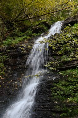 Laznyi Şelalesi, Karpat Dağları, Ukrayna. Net köpüklü suyun yosun kaplı kayalara aktığı büyük bir dere. Güzel sonbahar manzarası, ormanlık, karanlık taşlardaki altın yapraklar..