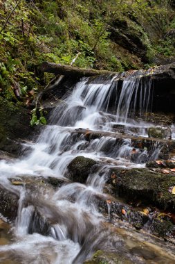 Laznyi Şelalesi, Karpat Dağları, Ukrayna. Akıp giden kayaların arasından akıp giden köpüklü bir su... Güzel sonbahar manzarası, ağaçlık, taşların üzerindeki renkli yapraklar..