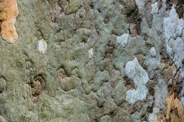 Platan ağaç kabuğu dokusu