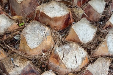 Palmiye ağacı gövde doku