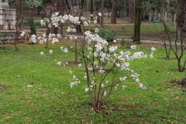 Manolya stellata büyük şehir Park Tivat City. Karadağ