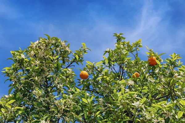 Branches d'oranger avec fleurs et fruits — Photo