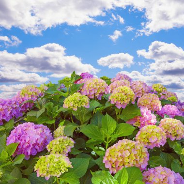 Gökyüzüne karşı çok renkli ortanca çiçekleri (Hydrangea makrophylla)