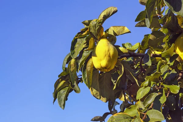 Journée Ensoleillée Automne Branche Cognassier Cydonia Oblonga Aux Fruits Mûrs — Photo