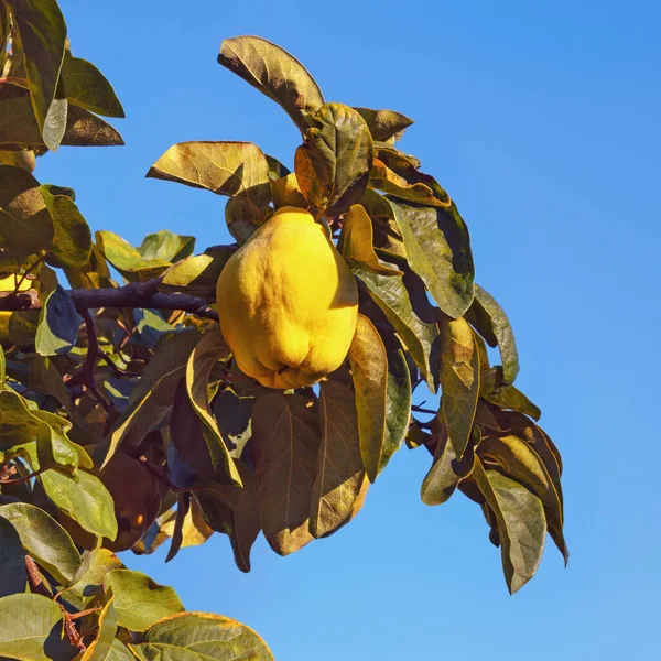 Branche Cognassier Cydonia Oblonga Aux Feuilles Fruits Mûrs Jour Ensoleillé — Photo