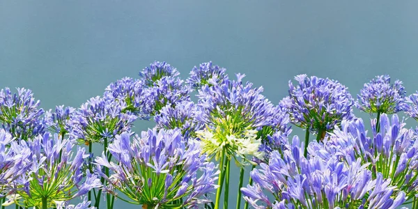Purple Blue Flowers Agapanthus Lily Nile African Lily Genus Herbaceous — Stock Photo, Image