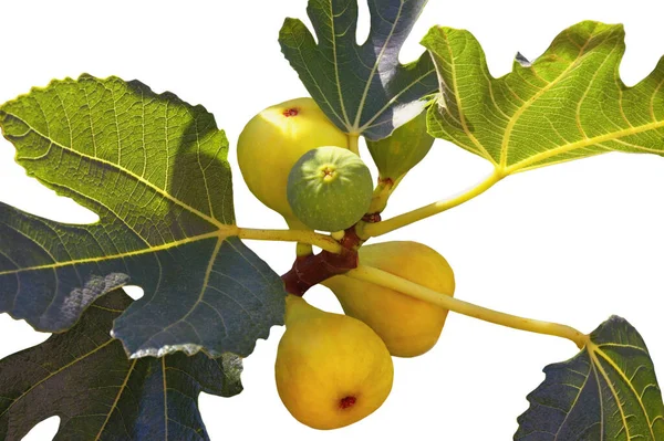 Tak Van Vijgenboom Ficus Carica Met Bladeren Vruchten Geïsoleerd Witte — Stockfoto