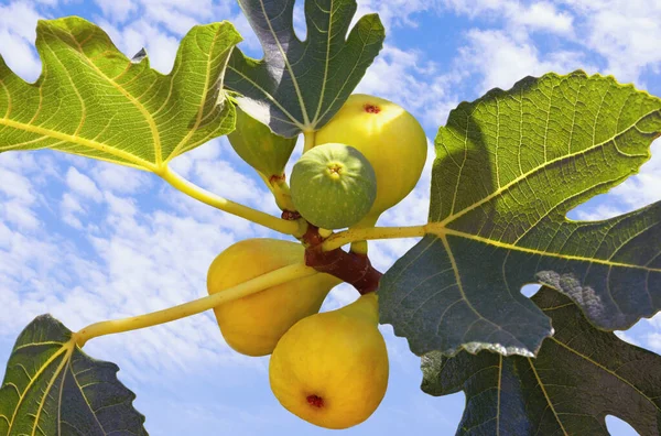 Herfst Tak Van Vijgenboom Ficus Carica Met Bladeren Helder Fruit — Stockfoto