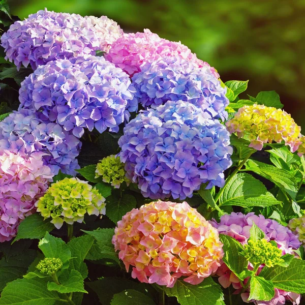 Ortanca 'nın renkli çiçekleri (Hydrangea makrophylla) güneşli yaz gününde bahçede