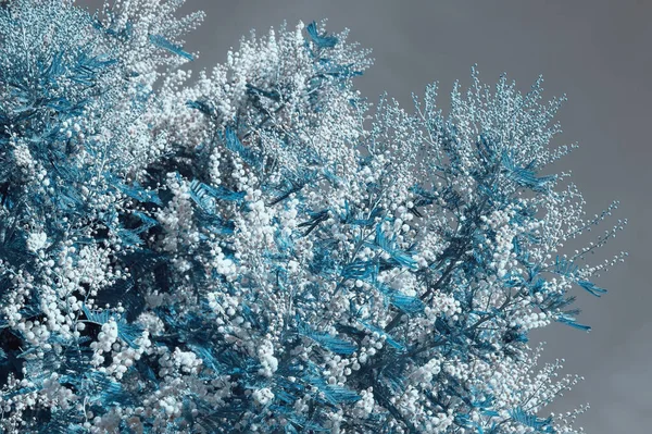 Niebieska Flora Gałęzie Drzewa Acacia Dealbata Kwiatami Tonowanie Kolorów — Zdjęcie stockowe