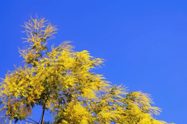 Весенние Цветы Ветвь Acacia Dealbata Дерево Ярко Желтыми Цветами Против — стоковое фото