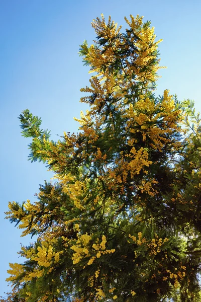 Acacia Dealbata Träd Blom Solig Vårdag — Stockfoto