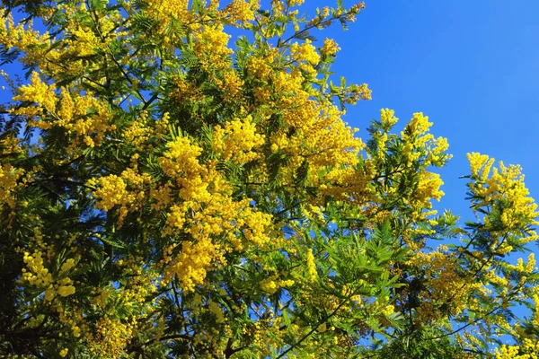 Bahar Acacia Nın Dalları Mavi Gökyüzüne Karşı Çiçekli Bir Ağaç — Stok fotoğraf