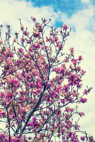 Vårblommor Magnoliaträd Magnolia Soulangeana Blom Färgtoning — Stockfoto