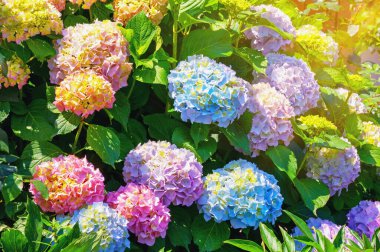 Renkli ortanca çiçekleri - ortanca macrophylla - güneşli bir günde bahçede. Güneş ışığı