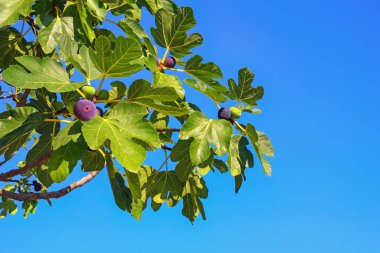 Yapraklı incir ağacı dalları (Ficus carica) ve mavi gökyüzüne karşı meyveler. Metin için boş alan