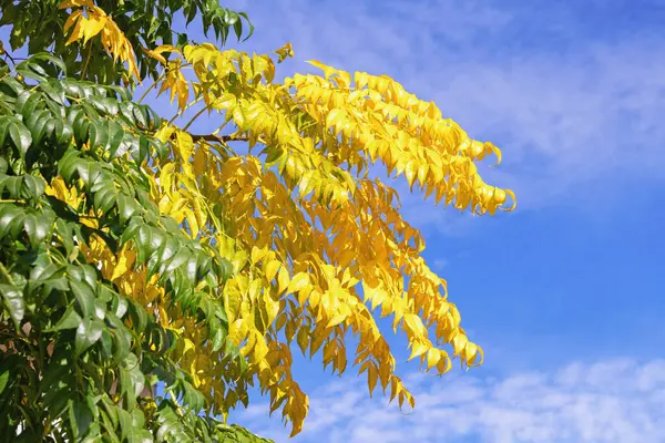 Begin Van Herfst Tak Met Gele Bladeren Tegen Groene Bladeren — Stockfoto