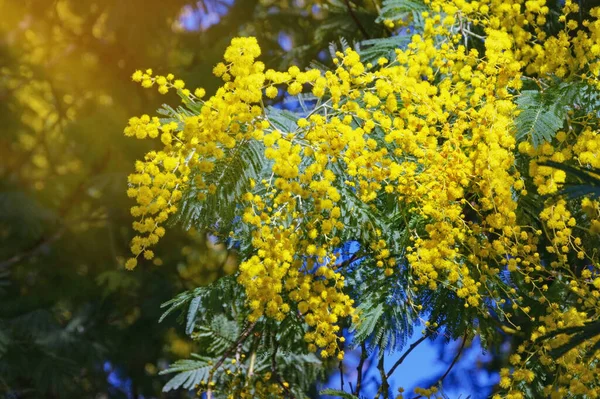 Ramo Acacia Dealbata Árvore Com Flores Amarelas Brilhantes Jardim Dia — Fotografia de Stock