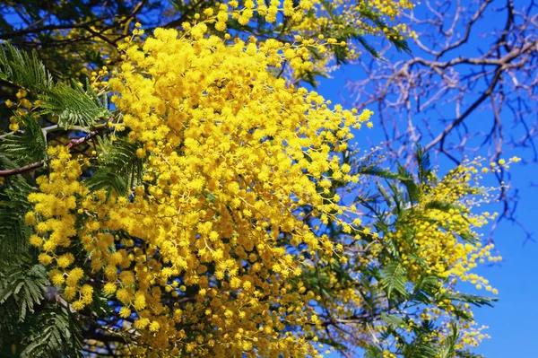 Início Primavera Flores Amarelas Brilhantes Acacia Dealbata Árvore Contra Céu — Fotografia de Stock