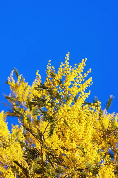Blommor Acacia Dealbata Träd Mot Blå Himmel Solig Vårdag — Stockfoto