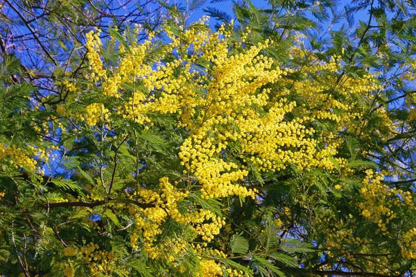 Flores Acacia Dealbata Árvore Wattle Prata Wattle Azul Mimosa Dia — Fotografia de Stock