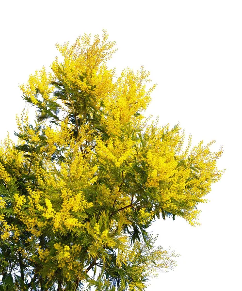 Vårblommor Filialer Acacia Dealbata Träd Blom Isolerad Vitt — Stockfoto