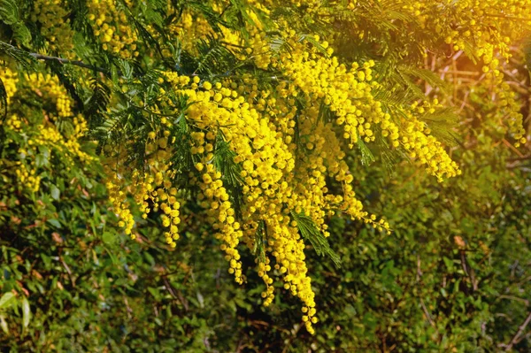 Akasya Nın Parlak Sarı Çiçekleri Güneşli Bahar Gününde Bahçede Satbata — Stok fotoğraf