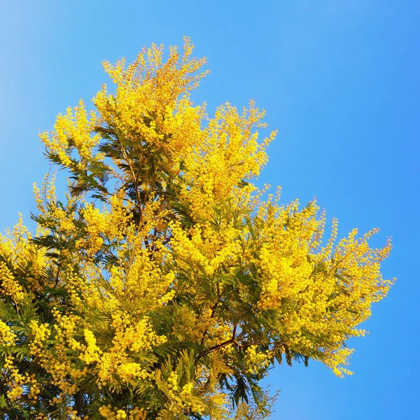 Akasya Nın Parlak Sarı Çiçekleri Güneşli Bahar Gününde Mavi Gökyüzüne — Stok fotoğraf