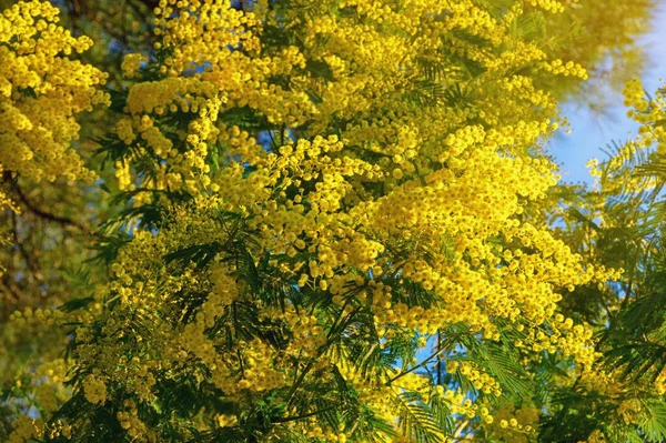 Wiosenne Kwiaty Gałęzie Drzewa Acacia Dealbata Kwitną Słoneczny Wiosenny Dzień — Zdjęcie stockowe