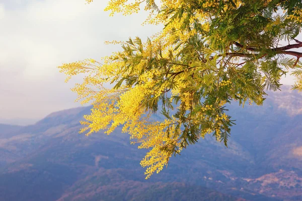 Весенние Цветы Ветвь Дерева Acacia Dealbata Mimosa Цвету Черногория — стоковое фото