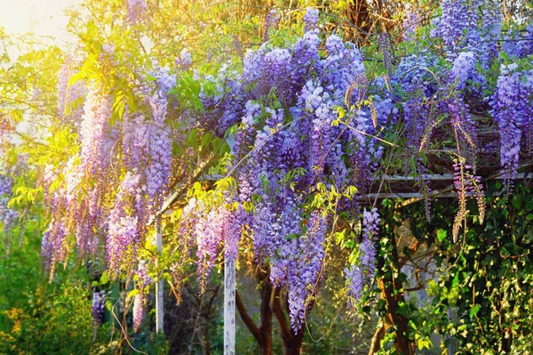 Spring. Beautiful flowers of wisteria vine in garden on sunny day
