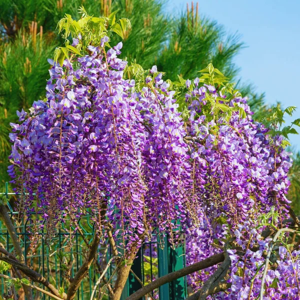 Voorjaarsbloemen Bloeiende Wisteria Wijnstok Tuin — Stockfoto