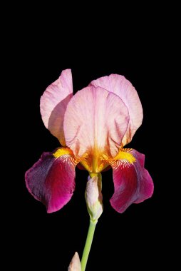 Bahar çiçekleri. Güzel bir çiçek, siyah arka planda izole edilmiş.