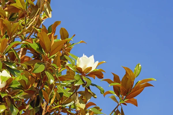 Branches of Southern magnolia ( Magnolia grandiflora ) tree against blue sky on sunny spring day. Free space for text