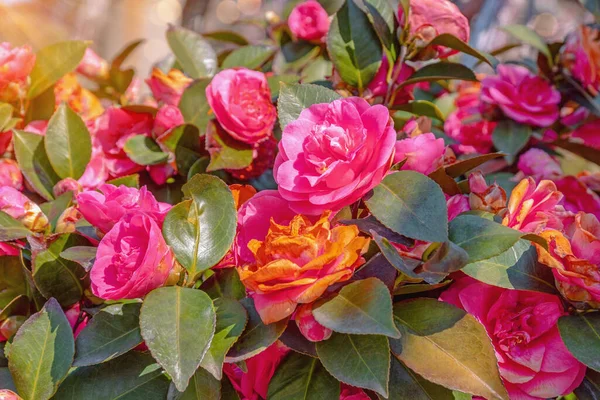 Piękne Czerwone Kwiaty Kamelii Słoneczny Wiosenny Dzień Światło Słoneczne Bokeh — Zdjęcie stockowe