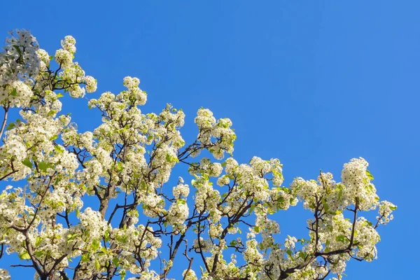 Det Vår Filialer Körsbärsträd Blommar Mot Blå Himmel Kopiera Utrymme — Stockfoto
