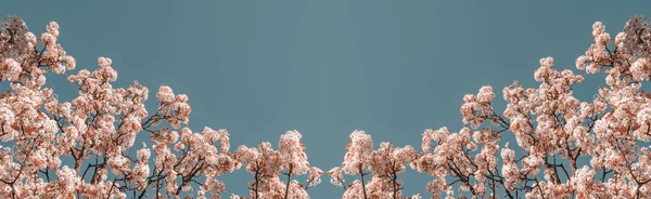 Symetryczne Tło Kwiatowe Kwiat Wiśni Przestrzeń Kopiowania — Zdjęcie stockowe