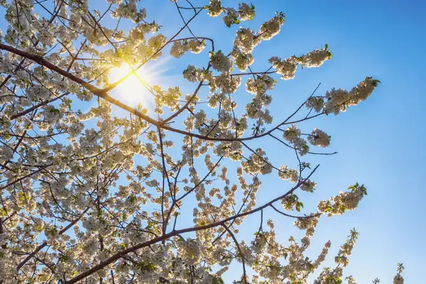 Våren Filialer Blommande Körsbärsträd Solig Dag — Stockfoto