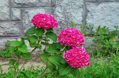 Ortanca 'nın güzel çiçekleri (Hydrangea makrophylla) eski gri duvara karşı bahçede