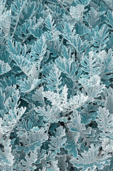 Güzel Bitkisel Hayat Gümüş Tozu Bitkisinin Yaprakları Dusty Miller Renk — Stok fotoğraf