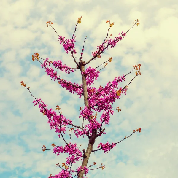Våren Prydnadsträd Med Rosa Blommor Mot Himlen Solig Dag Cercis — Stockfoto