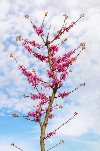 Det Vår Prydnadsträd Med Ljusa Rosa Blommor Mot Himlen Cercis — Stockfoto