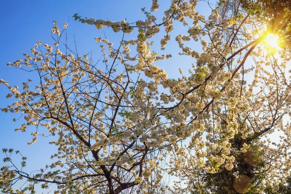 Våren Körsbärsträd Blommar Trädgården Solig Dag Solljus Bokeh — Stockfoto