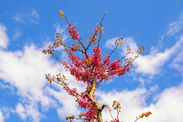 Det Vår Prydnadsträd Med Klarrosa Blommor Mot Himlen Solig Vårdag — Stockfoto