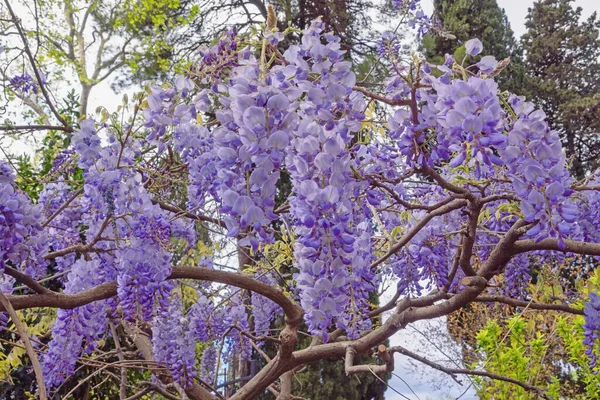 Voorjaarsbloemen Mooie Bloeiende Wisteria Wijnstok Het Park Montenegro Tivat — Stockfoto