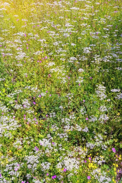 Floral Background Wildflowers Meadow Sunny Summer Day Sunlight — Stock Photo, Image